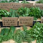 Herbs at Market