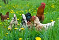 Chickens in the pasture